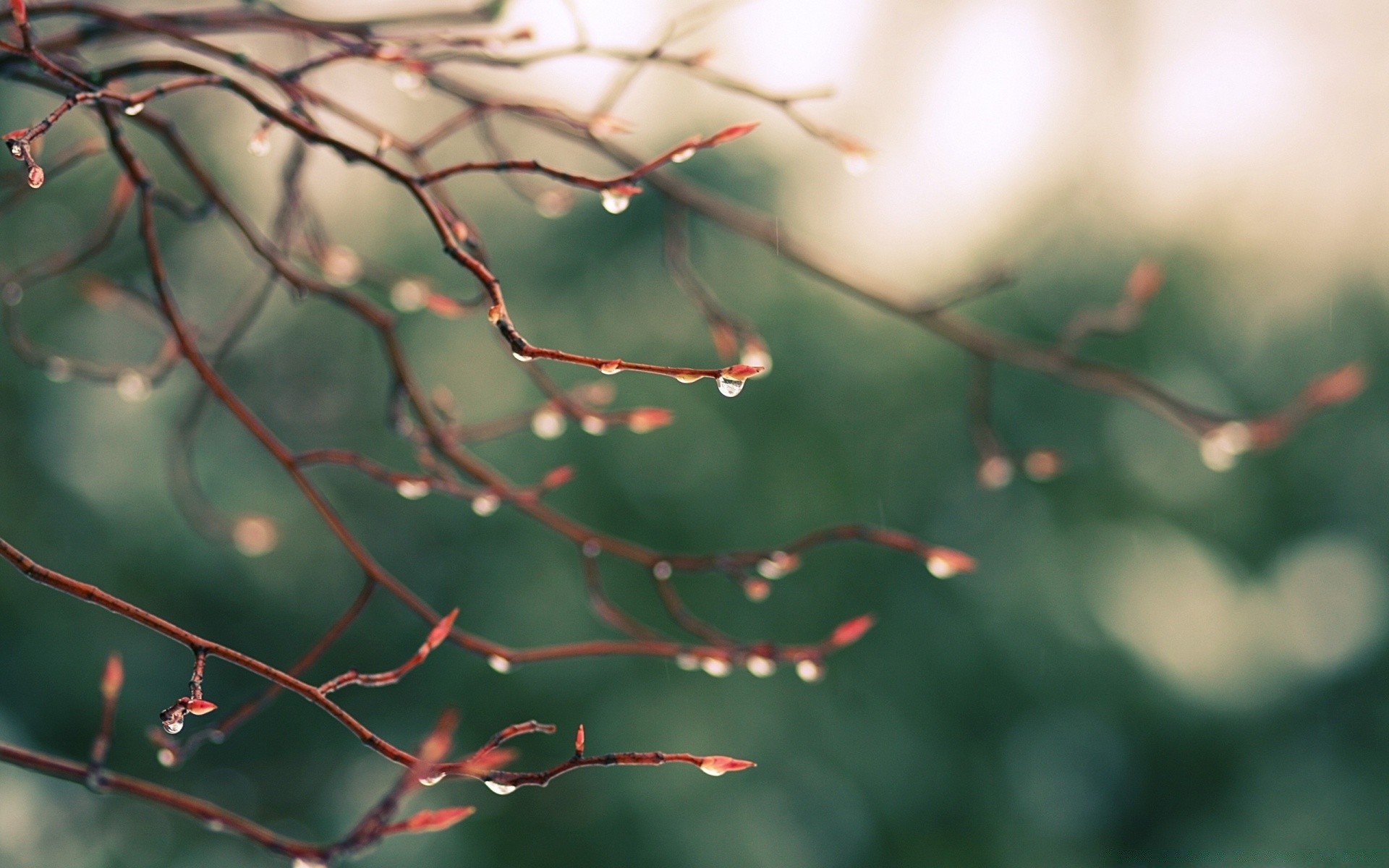 spring leaf winter nature tree blur fall abstract light rain outdoors dof branch flower color flora