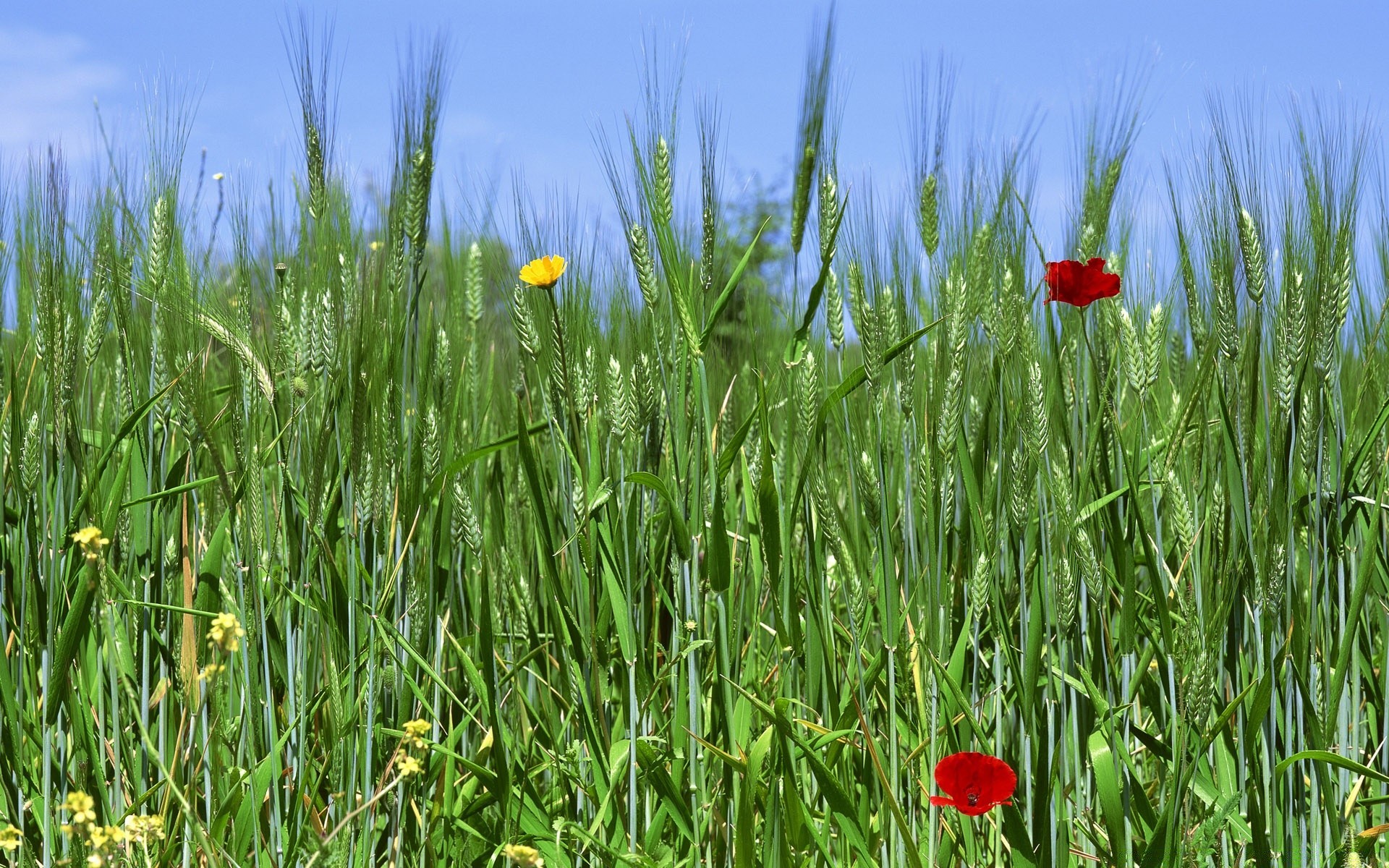 primavera campo erba fieno natura rurale fiore all aperto estate flora agricoltura fattoria crescita papavero stagione pascolo campagna bel tempo sole ambiente