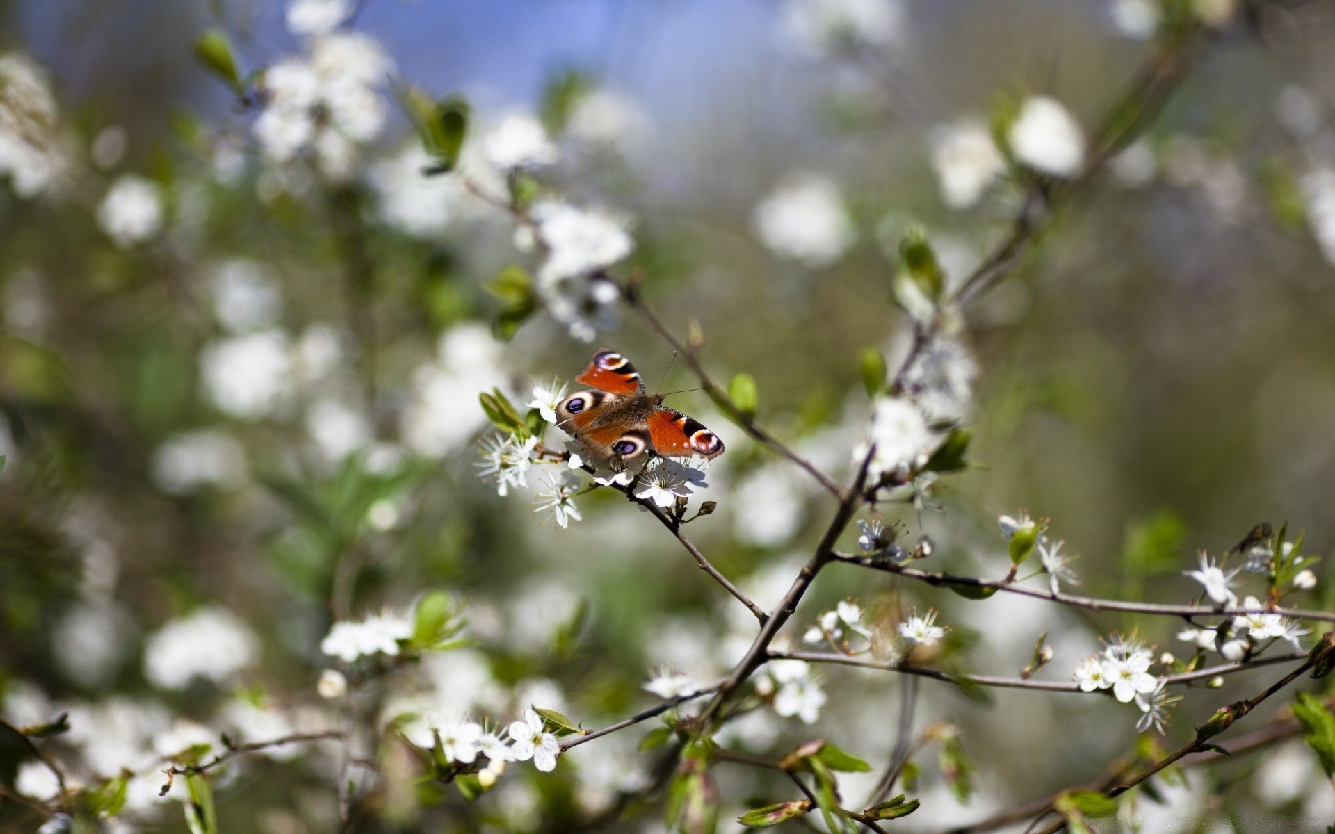 primavera naturaleza flor insecto al aire libre jardín hoja flora primer plano verano temporada mariposa árbol color buen tiempo medio ambiente