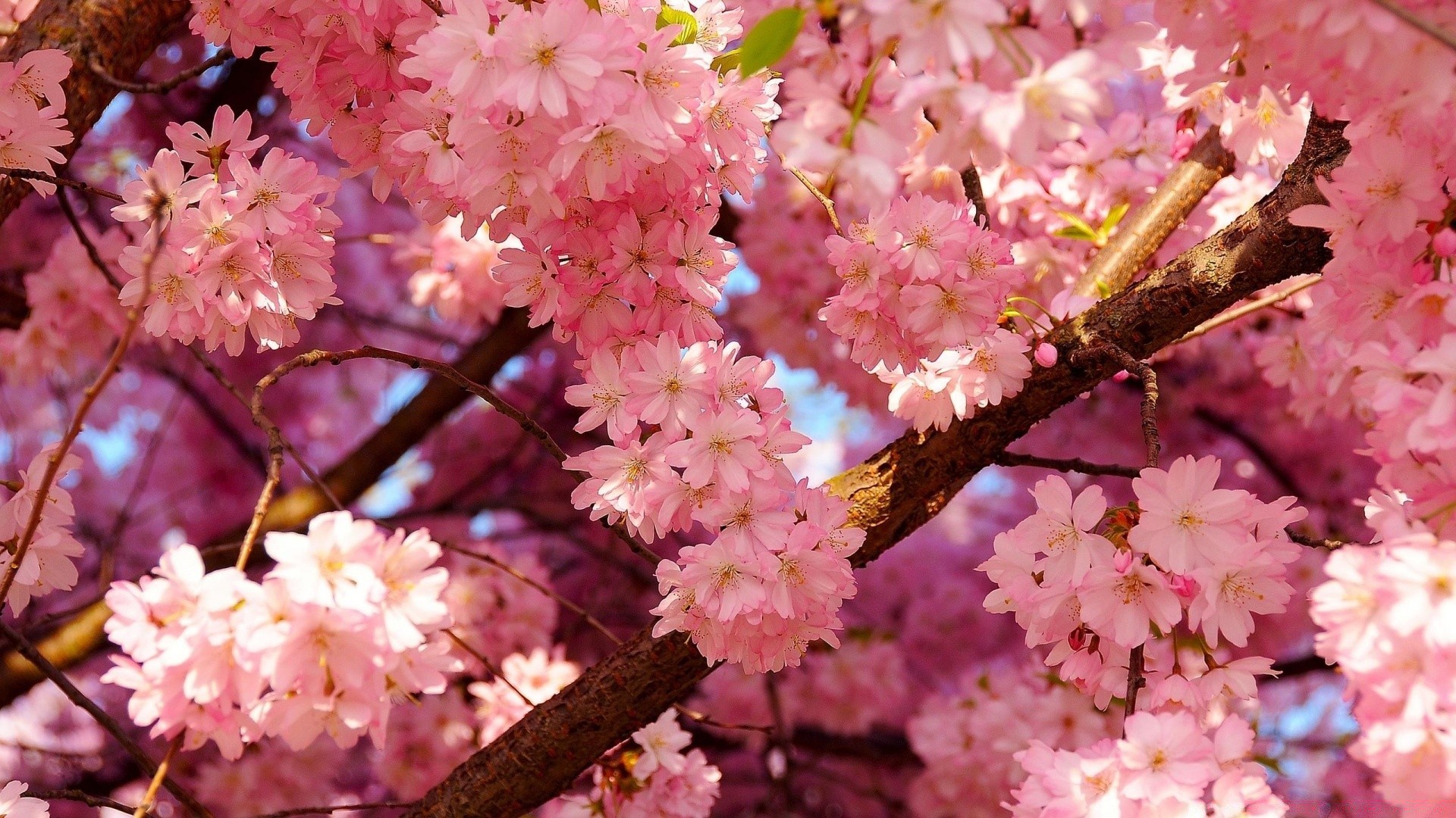 frühling blume kirsche zweig baum flora blühen natur garten saison blütenblatt floral blatt apfel schließen kumpel frühling park zart farbe