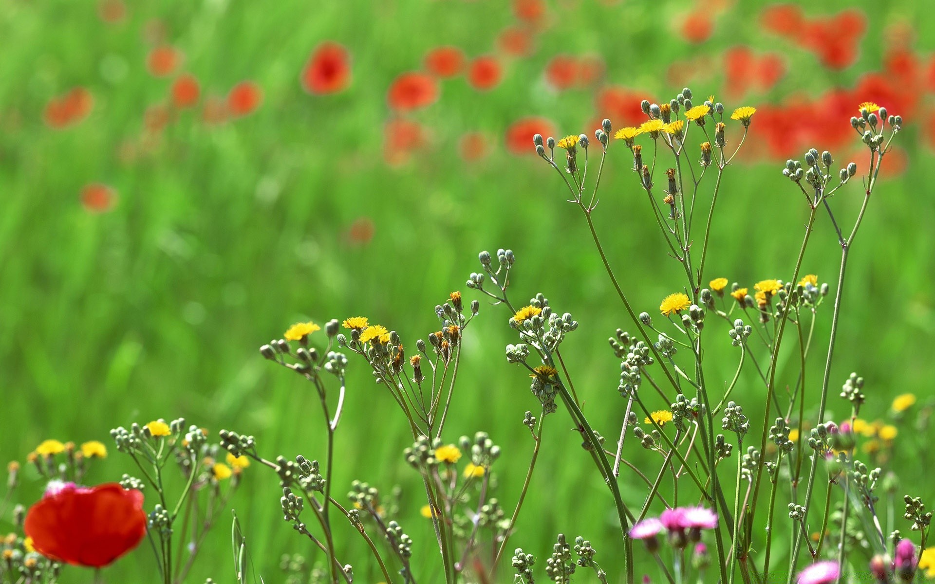 spring flower nature summer field grass flora poppy hayfield leaf garden rural growth outdoors wild fair weather floral sun