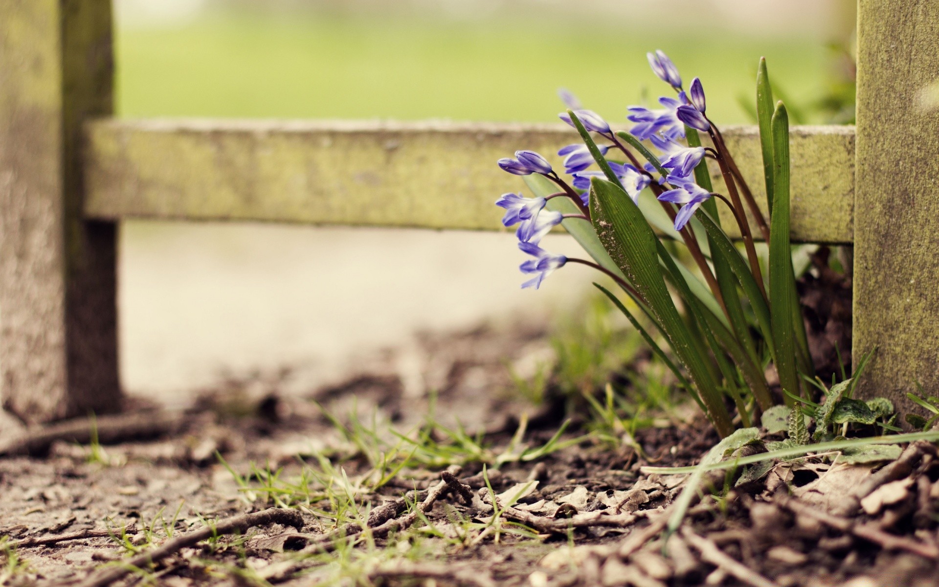 frühling blume natur gras garten flora sommer im freien holz blatt farbe