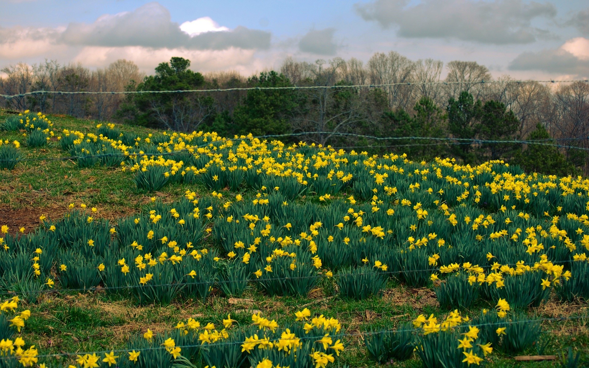 spring flower nature grass flora hayfield field outdoors landscape garden season floral leaf rural summer daffodil fair weather blooming park springtime