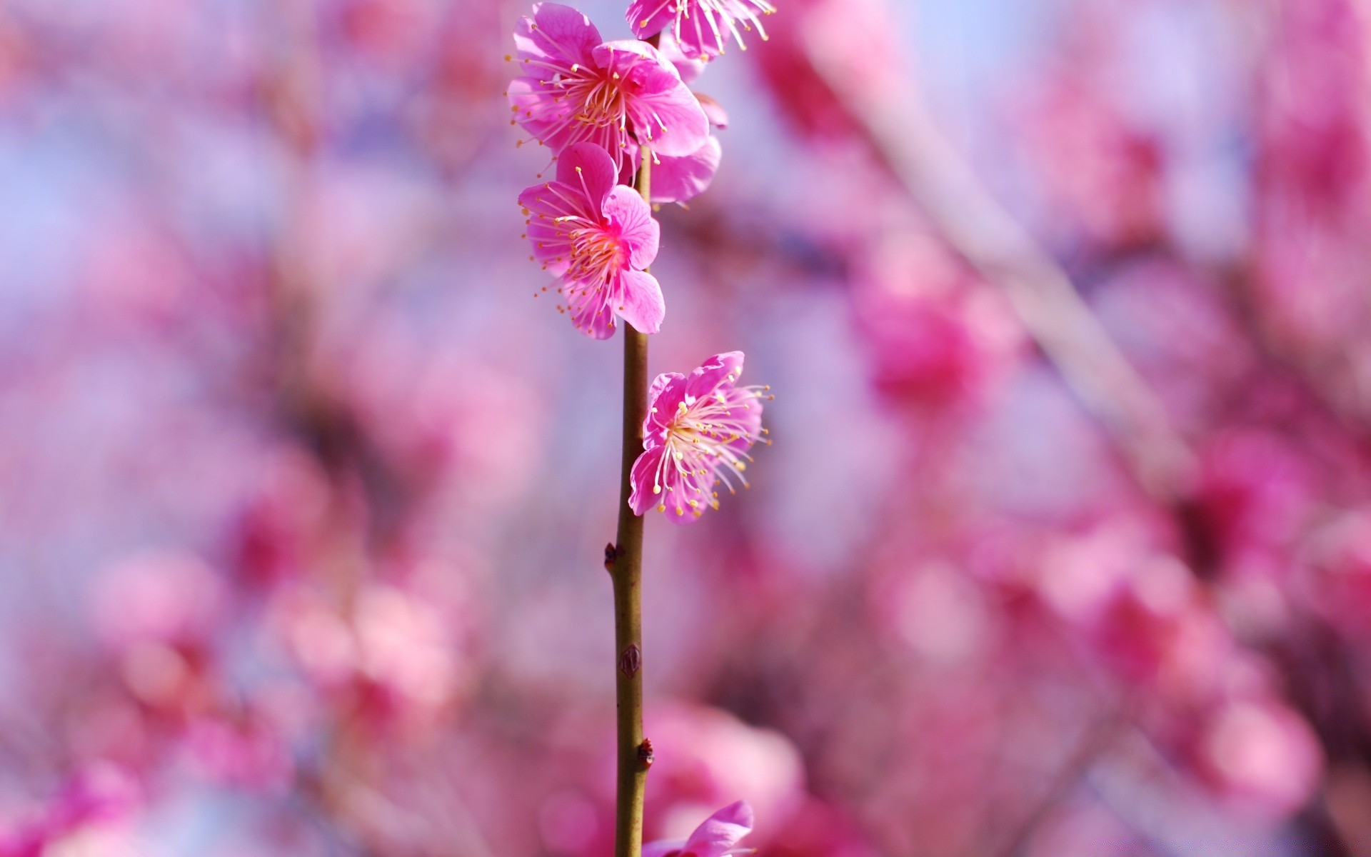 spring flower nature flora garden branch tree blooming cherry growth season petal bright color delicate floral leaf bud springtime outdoors