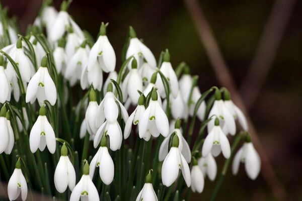 White spring flowers in a bouquet