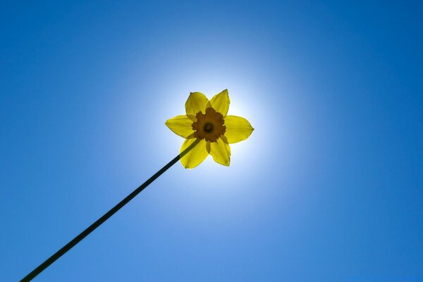 Süße Blume auf einem klaren blauen Himmelshintergrund