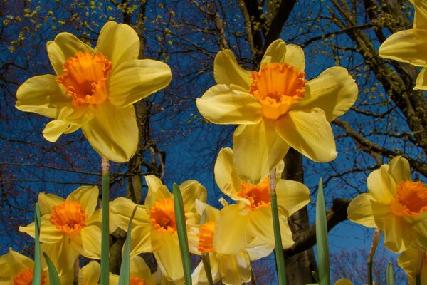 Narcisos amarillos en el claro