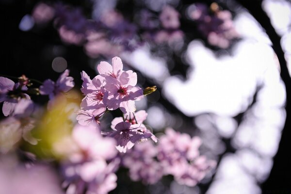 Fleur rose sur une branche d arbre