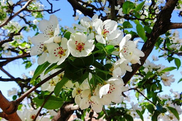 Frühling kam - blühender Apfelbaum