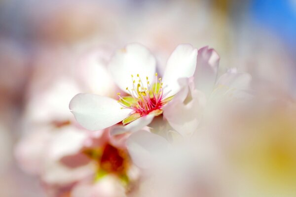 Zartrosa Blume auf verschwommenem Hintergrund