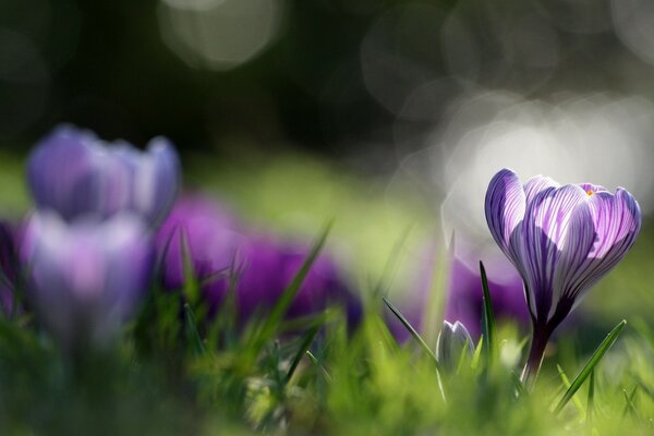 Fleurs de printemps entourées d herbe