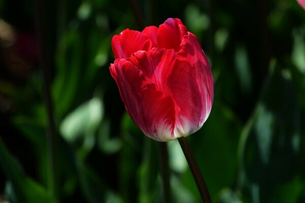 Closed red flower bud