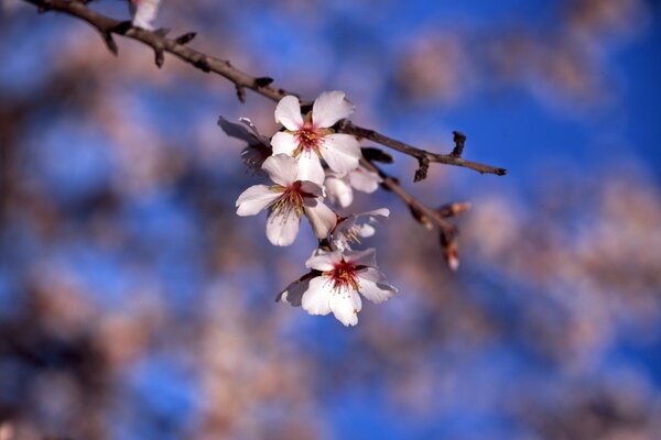 Tree branch with flowers and buds