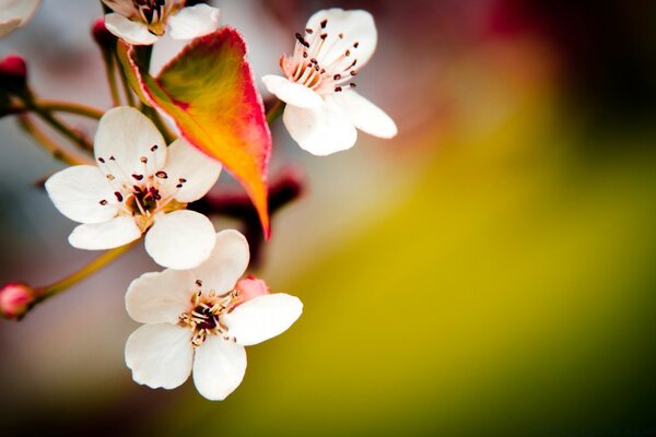 Zarte Blume auf verschwommenem Hintergrund