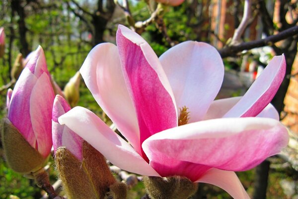 Grande flor rosa magnólia