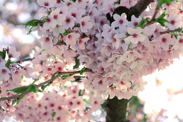 Árvore de florescência com flores cor-de-rosa