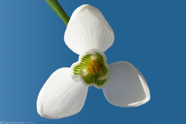 Spring white flower on a blue sky background