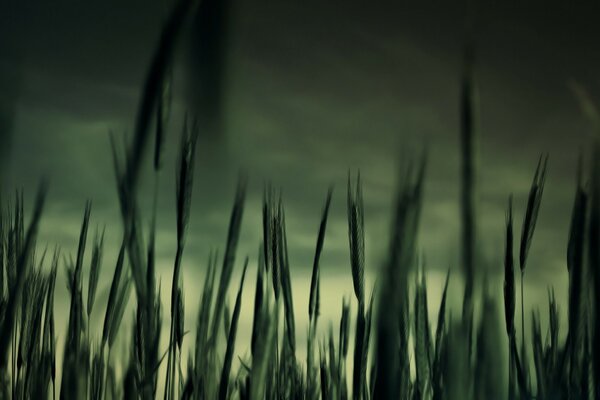 Green fields of wheat and stormy weather