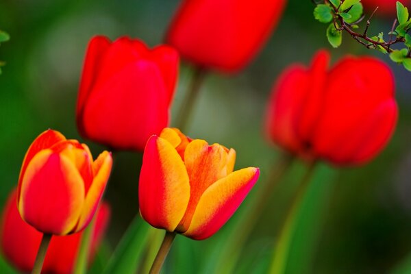 Tulipanes rojos sobre fondo verde