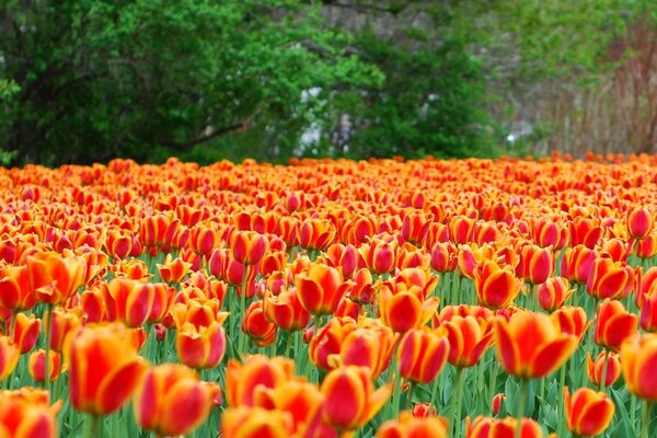 Tulipanes hermosos y brillantes en una gran cama de flores