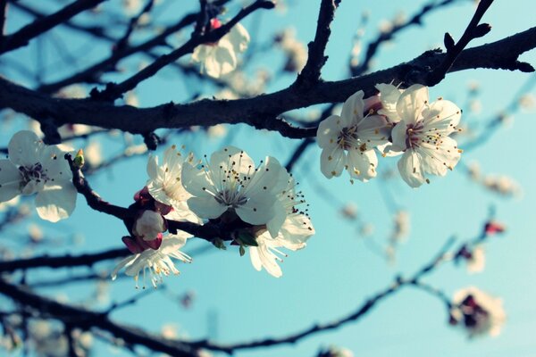 Spring awakening of the cherry tree