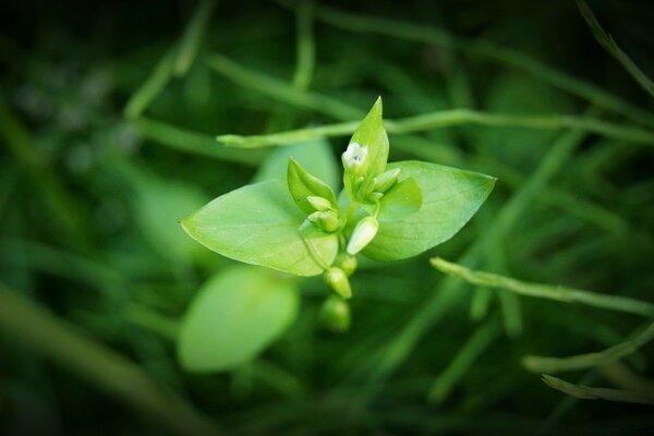 Spring Nature - spring awakening