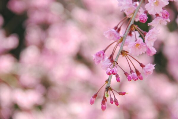 İlkbaharda narin çiçek açan sakura