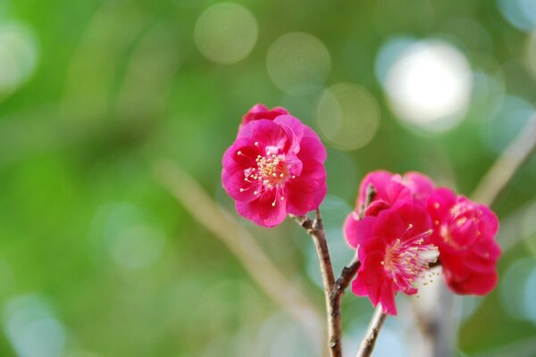 Ein Baum, der mit rosa Blüten blüht