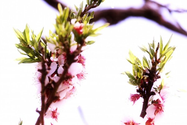 Two branches of a tree with flowers