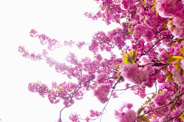 Flor de cerezo, palo de rosa