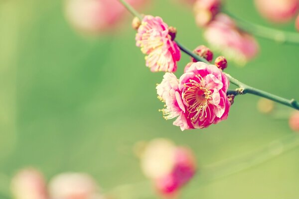 Les boutons roses des fleurs sont parfumés