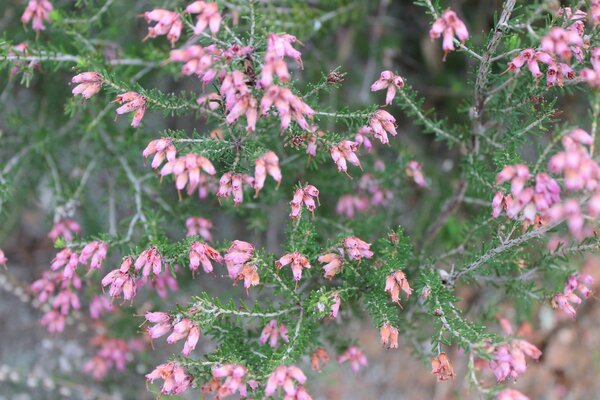 Zarter Baum mit rosa Blüten