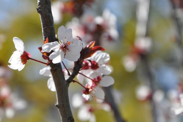 Un cerisier en fleurs donne au printemps