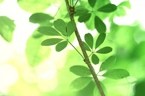 Bright green leaves on a branch