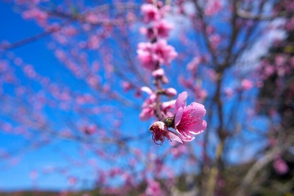 Blumen blühen, so dass der Frühling gekommen ist