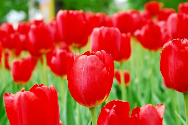 Field of red spring tulips