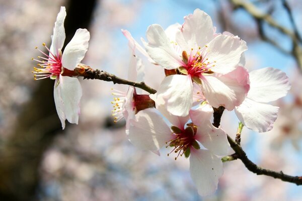 The flowering of a beautiful fragrant cherry