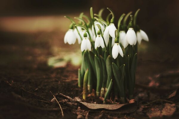 Muguet blanc solitaire et tendre