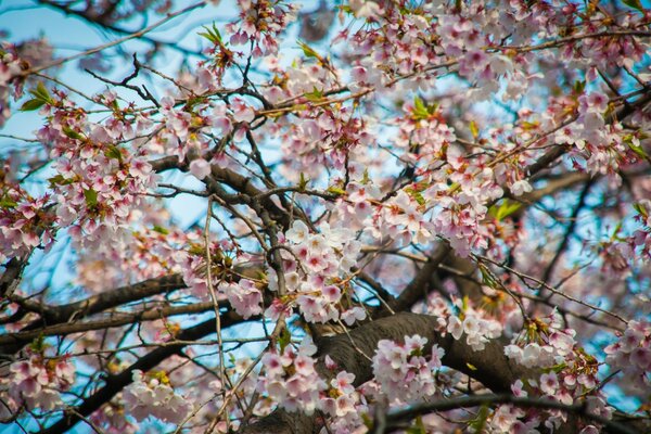 Cherry tree at the moment of flowering