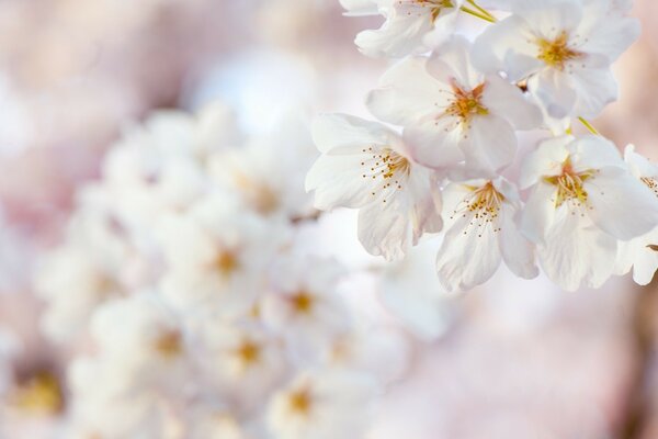 I fiori sono un simbolo di amore bello e puro