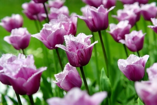 Tulipas florescendo, jardim da primavera