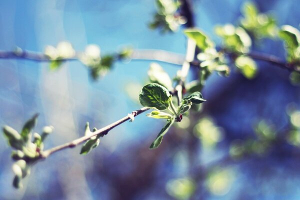 The awakening of spring - a leaf and flowers