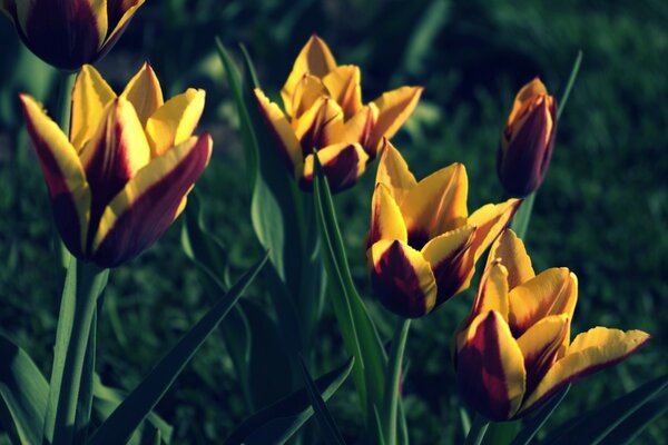 Brotes de flores florecientes amarillas