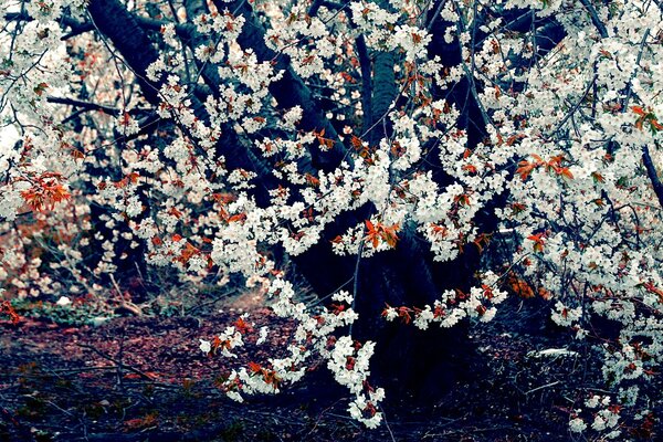 Ein Baum mit orangefarbenen und weißen Blüten