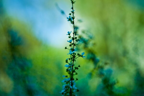 Die Pflanzen blühen im Frühling in blauen Blüten