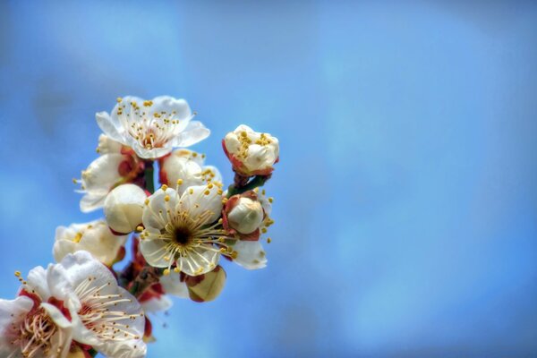 Fiori di ciliegio, Flora primaverile