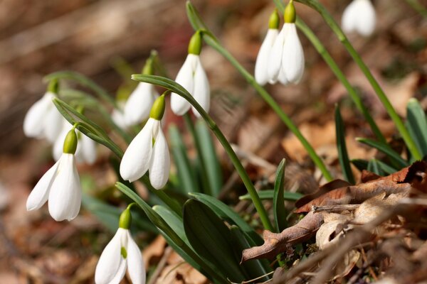 Die ersten Frühlingsblumen sind Schneeglöckchen