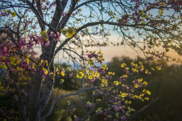 Frühlingsblühender Baum mit gelben Blüten