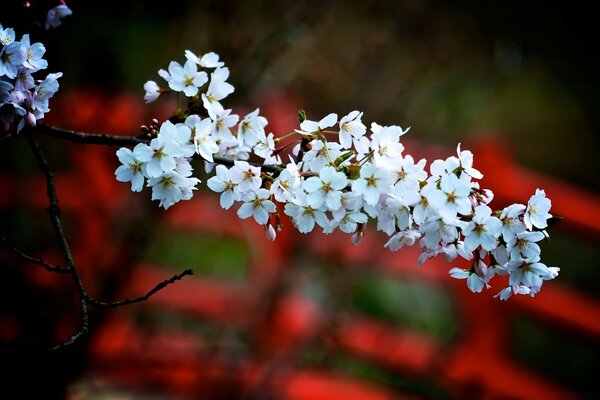 Florece en el Jardín