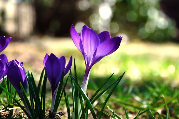 Close-up of blooming crocuses